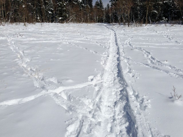A human trail amongst the elk trails.