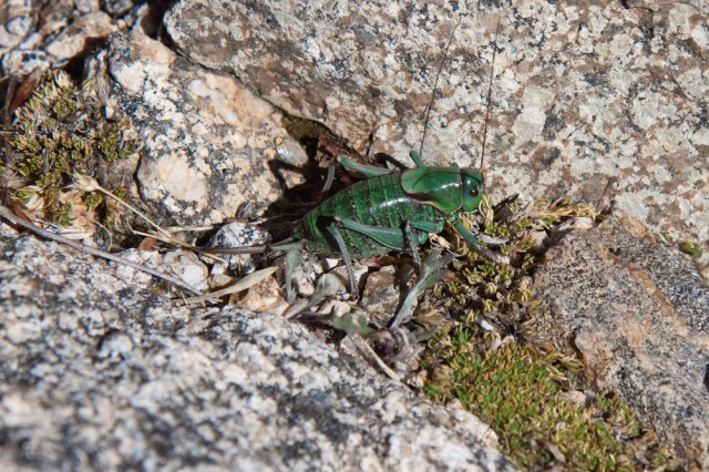 Cicada on the trail.