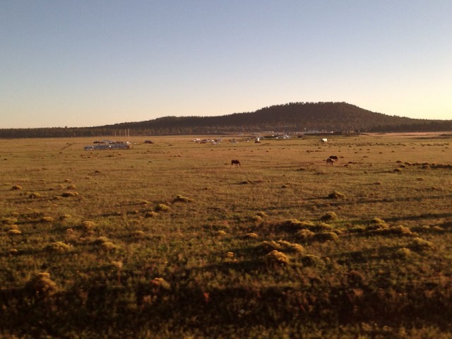 Horses in field between Williams and Flagstaff, AZ.