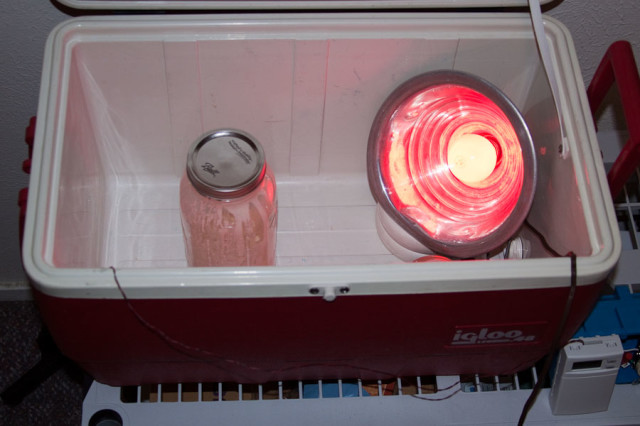 Inside of cooler with 25 watt light bulb and jar of starter.  When I'm making a loaf, it goes in here, too.