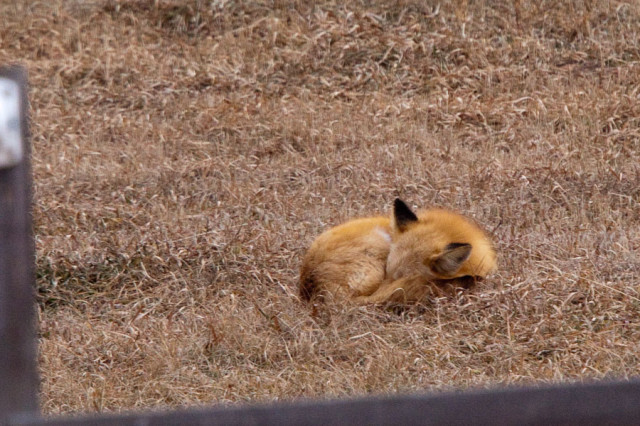 A fox curls up for a nap in the neighbors yard.