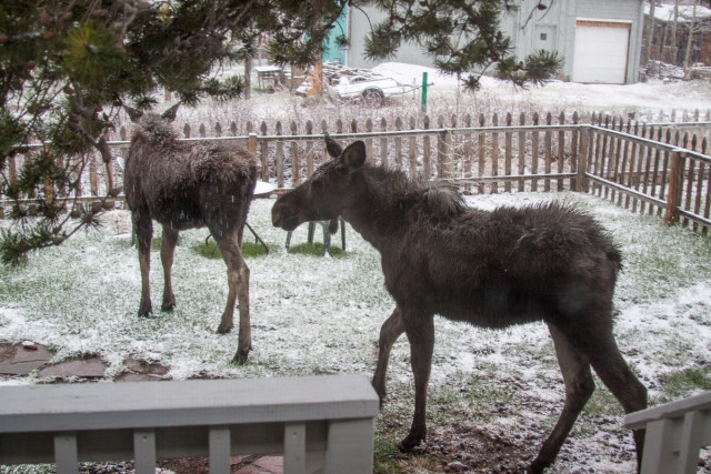 A couple of yearling moose