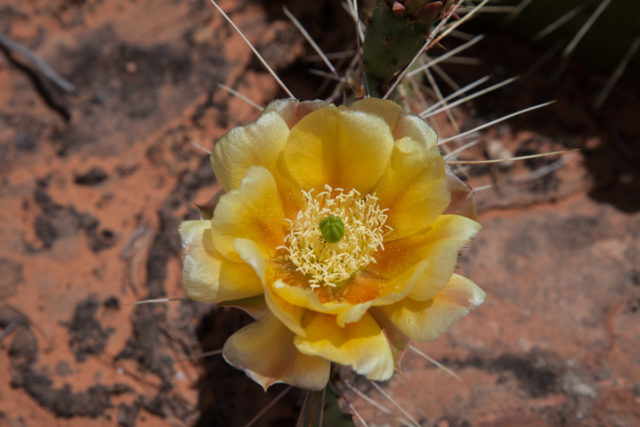 Yellow prickly pear cactus