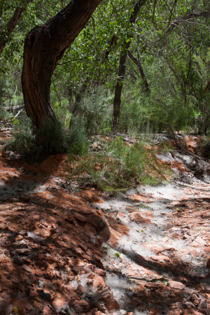 Cotton from cottonwood tree looking like a stream.