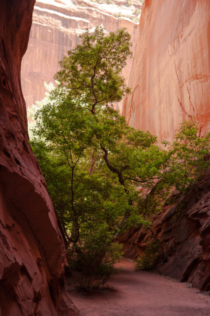 This slot canyon has cottonwood trees growing near the entrance.