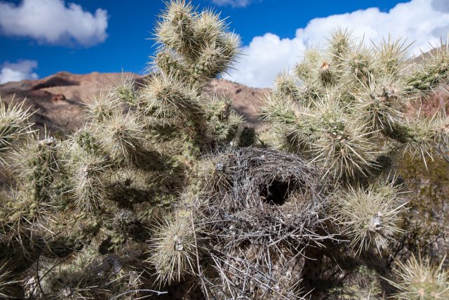Side entrance bird's nest in cholla cactus.